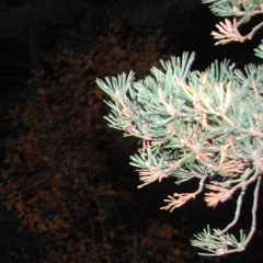 overcast. w/milligram