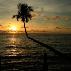 BLALS (Original) - Rose