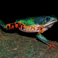 Frog Liveset Mix