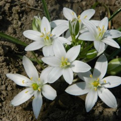 Star of Bethlehem