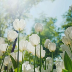 Rocking Sun Waves: Welcome the Spring