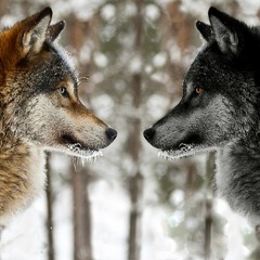 Jae Lee x Horizon - Wild As Ever