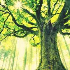 Nature Dub (mixed by Ital Mick)
