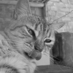 វាគ្មានករណីទេ