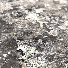 Swollen Fingers, Salty Tongue