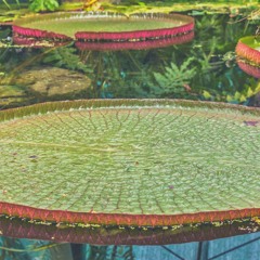 Heartspace Healing Amazon Forest Meditation (528Hz)