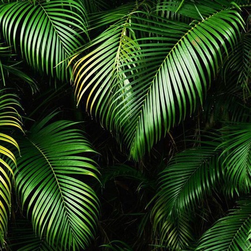 Stick Around - ifo jam🌴🥥💯