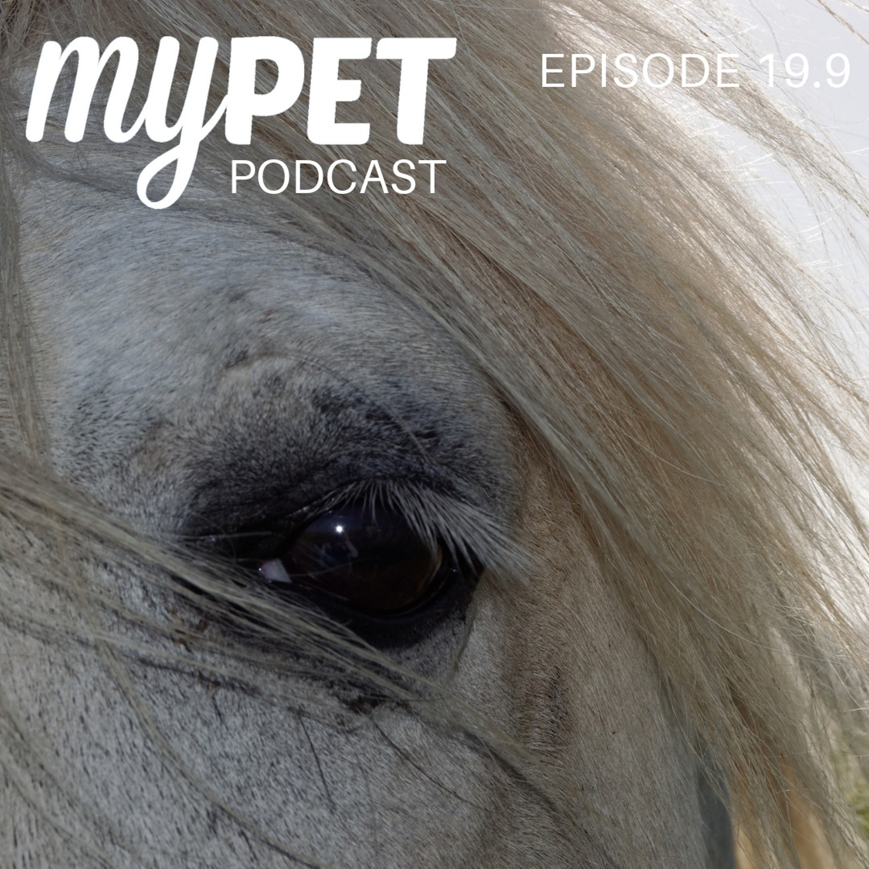 The Eye Of The Horse! episode artwork