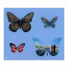 Butterflies and Life
