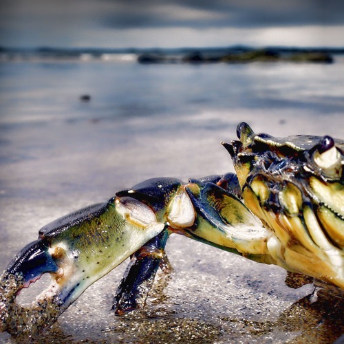 Prodigy Tribute (Smack My Bitch Up - Remake using original samples)