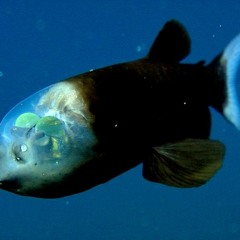 Wish For Child (chill vibe, 2013-2019)