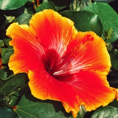 SZA - Weekend (Chopped & Screwed)