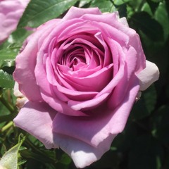 SZA - Love Galore (Chopped & Screwed)