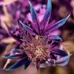 Big Cal - Flowers (Ft. Bo Bing)