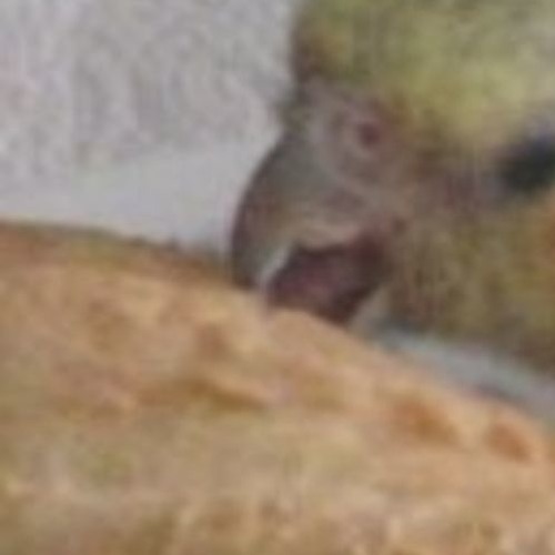 That Feel When... BirdEat