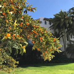 i like kumquats .