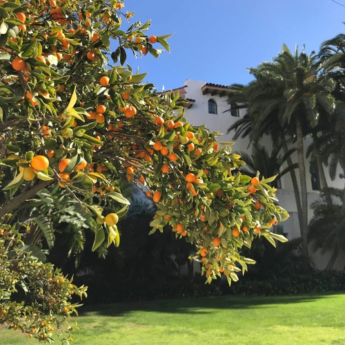 i like kumquats .