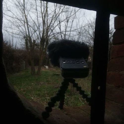 Blackbird singing on the morning - Oise, France