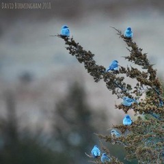 Fx4a101 - Alien - Chilling - Breaks - 2019