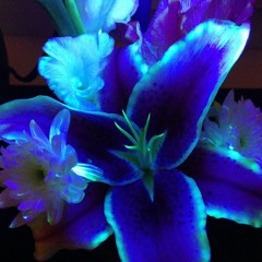 DOWN 4 U MINDLESS MIX