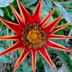 Lifeforms - Into The Wild (unreleased )