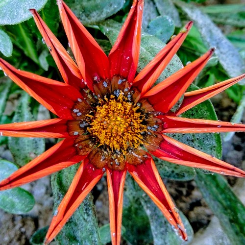 Lifeforms - Into The Wild (unreleased )