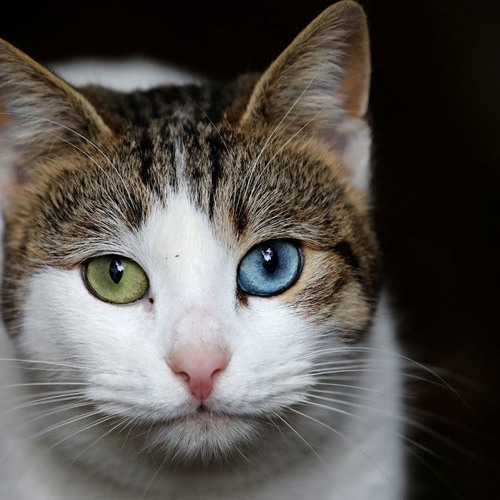 klangkarussell  Circuits Breeze Remix