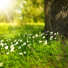 Springing into Joy Meditation