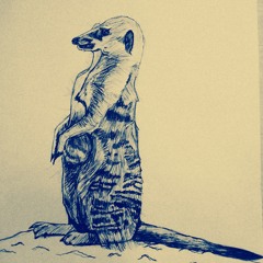 Meerkats