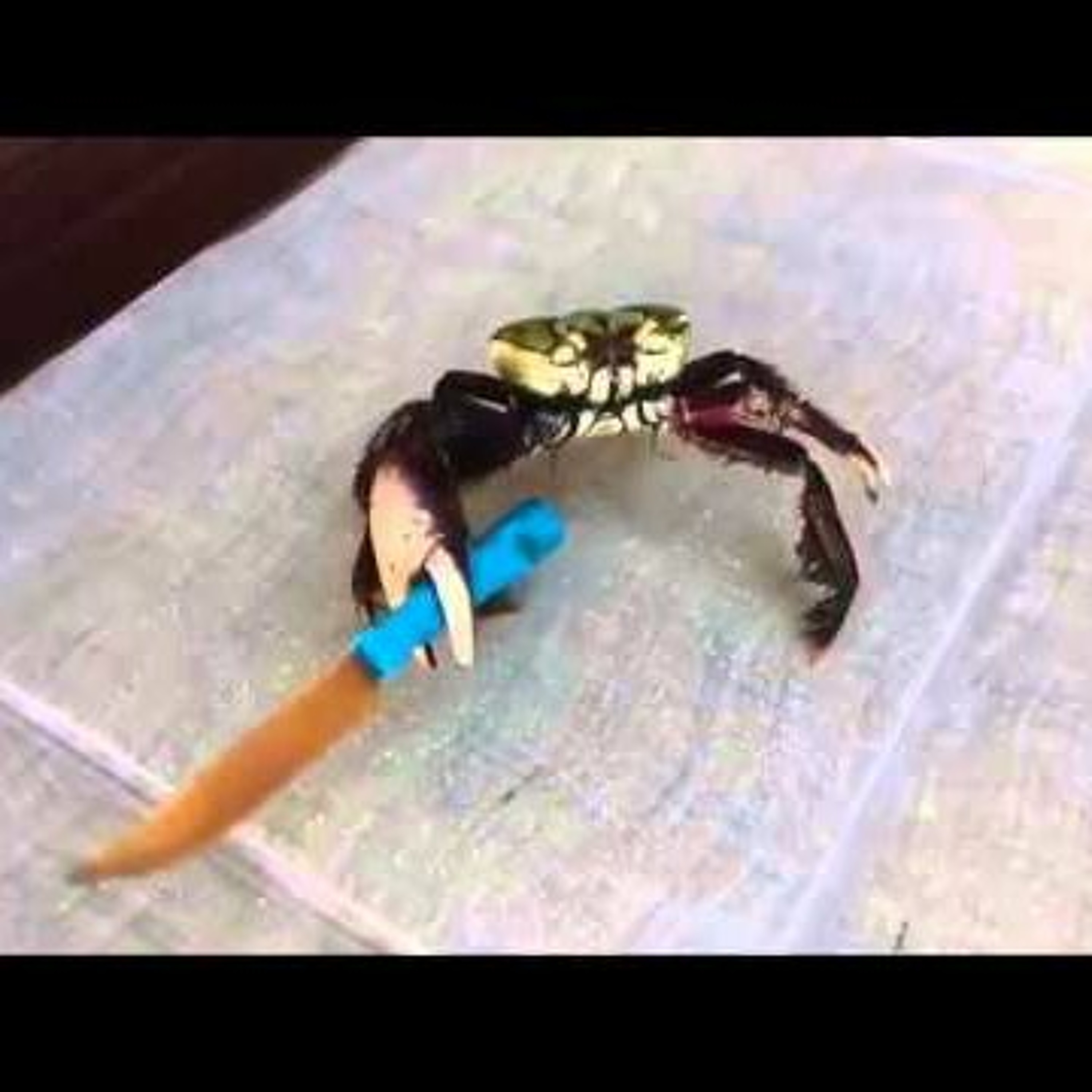 Suicide Fun (shurkin)