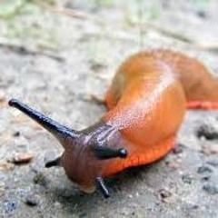 Rahdialect-Slug Song(demo)
