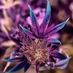 Big Cal - Carolina Blue