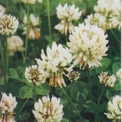 White Clover