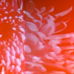 parking lots by plums (cover)