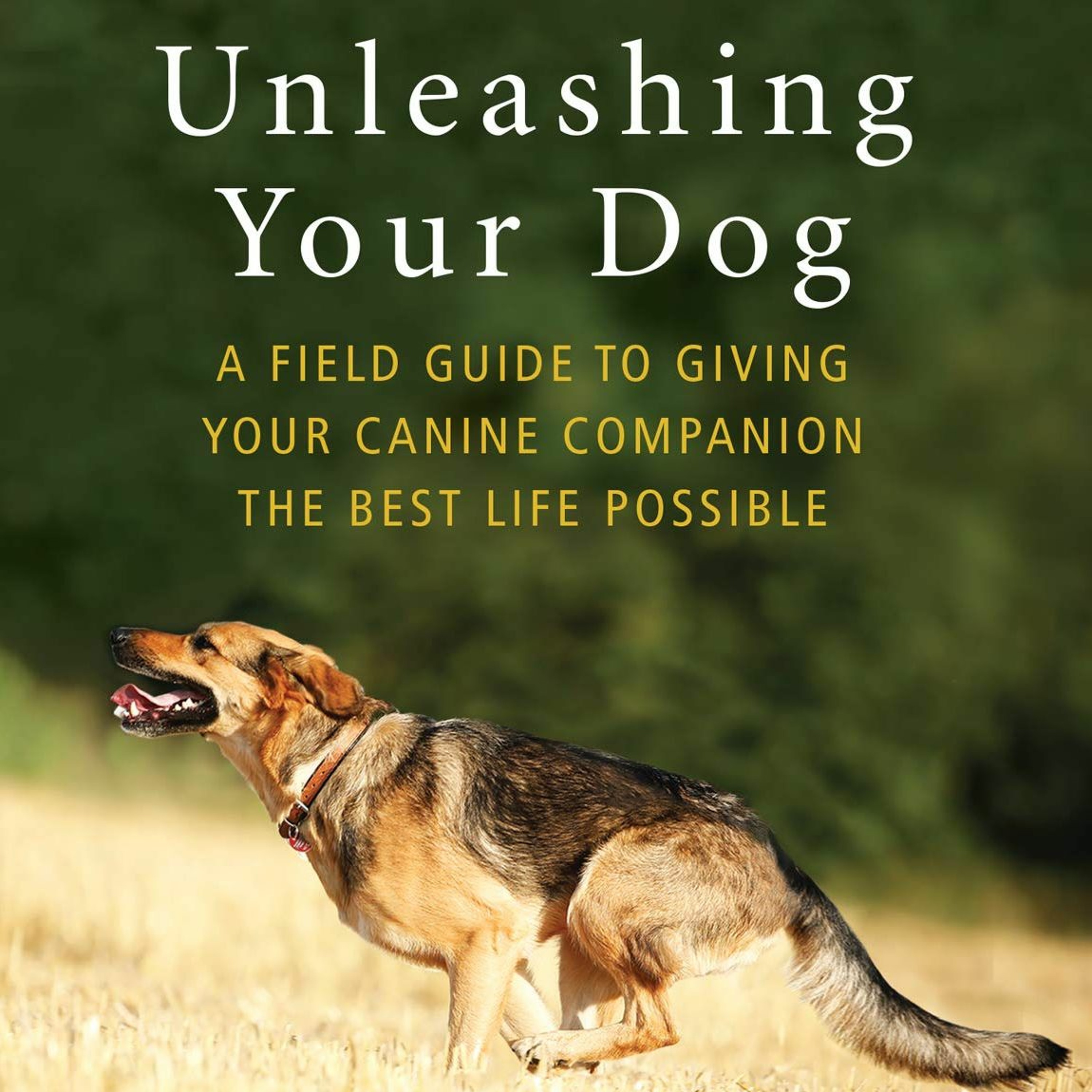 The Magical Mystery Tour Mar 15 2019 Giving Our Dogs The Best Life Possible w Jessica Pierce episode artwork