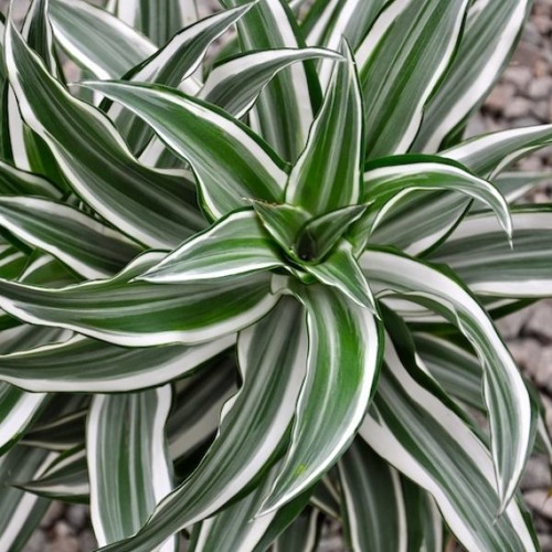 Aztek Dracaena (Tsuruda Symbiosis)