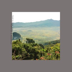 Trompeten Im Regenwald