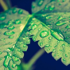 SEASON TWO Episode 10: Why Cannabis Needs to Go Green