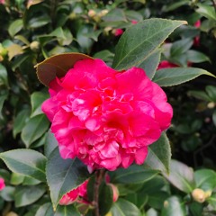 time sink (FKJ & Masego - Tadow Remix)