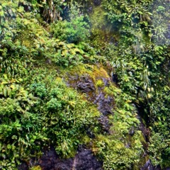 Forest Furniture - Bocote