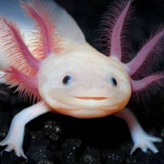 AXOLOTl