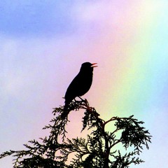 Regenbogen (Gott sieht unsre Tränen) - Albert Frey (cover mit Amsel)