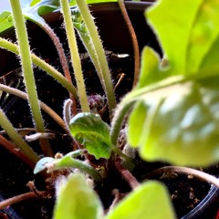 Caneh-Bosm - prod. Shear Yashub