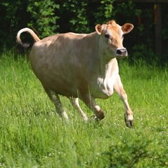 CluB-ReS: Why cows like results