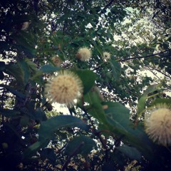 ghost girl (Prod. Jace Hancock x Triloquist)