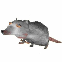 RAT RATS BOIS