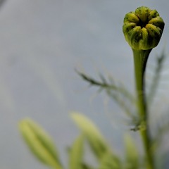 sunday afternoon lofi vibes, week 12/52