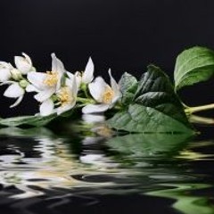 G.E.R.S - Jazminu Ziedai