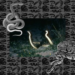 TOP 10 DEADLIEST SNAKE SPECIES [prod. NEMIRU]