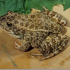 Leopard Frogs 2019 - 03 - 16